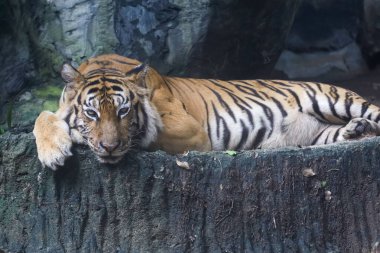 Bengal kaplanı çok güzel bir hayvandır ve ormanda tehlikelidir.