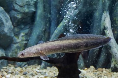 Yılan başlı balığın başını kapat.