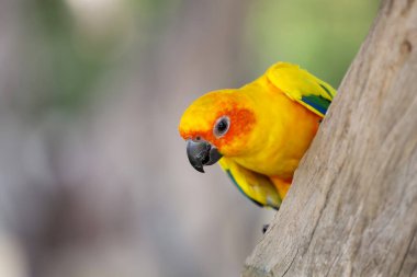 Sopa ağacındaki minik papağan kuşu.