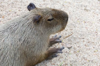 Capybara en büyük sıçan ve en şirin hayvandır.