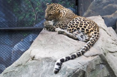 Leopar kaplanı zoolojide sevimli ve hızlı bir vahşi hayvandır..