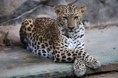 Leopar kaplanı zoolojide sevimli ve hızlı bir vahşi hayvandır..