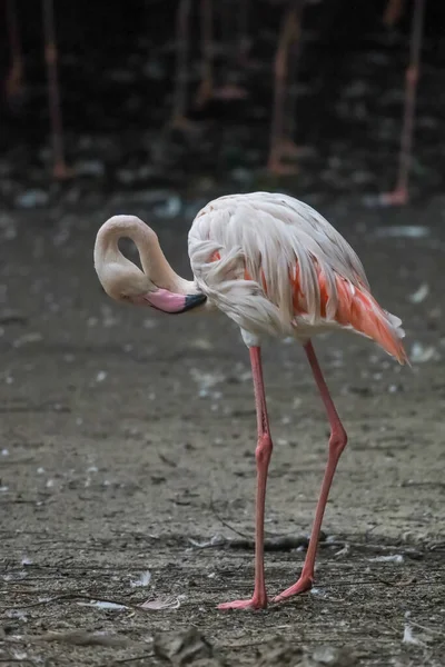 Flamingo Stand Nature Garden —  Fotos de Stock