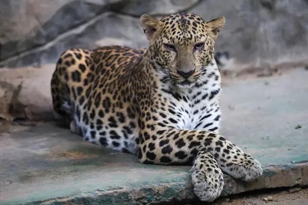 这只豹虎很可爱 在动物学上速度很快 图库照片