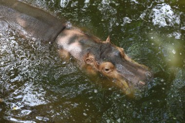 Büyük su aygırı nehirde yüzüyor.