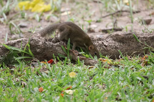 Sincap kök ağacında dinleniyor. 