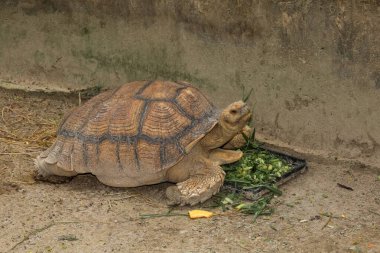 Tayland 'daki bahçede Sulcata kaplumbağası.