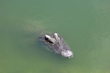 Koca kafalı timsah nehri boyladı.