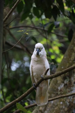 Moluccan papağanı bahçede güzel bir hayvandır.