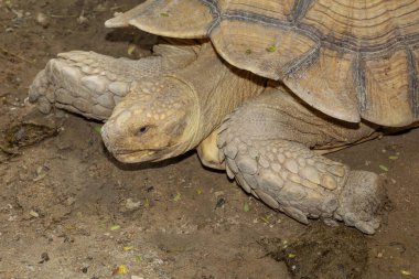 Tayland 'daki bahçede Sulcata kaplumbağası.