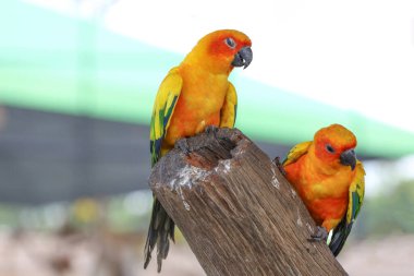 Sopa ağacındaki minik papağan kuşu.