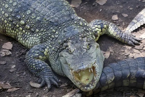 Timsah bahçedeki aksiyon gösterisi başı.