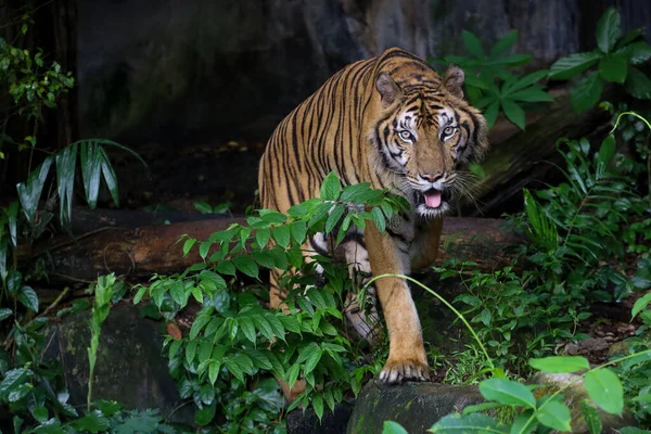 Close up Indochinese tiger is beautiful animal and dangerous