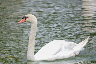Nehirdeki beyaz kazları yakın