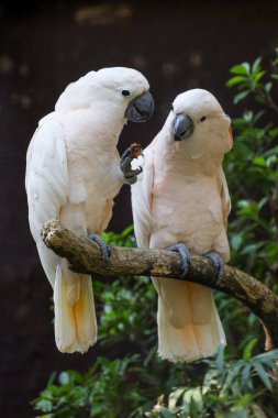 Couple moluccan cockatoo bird is love and eatting in garden