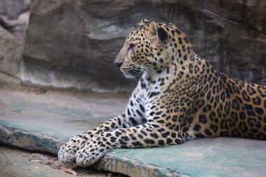 Leopar kaplanı zoolojide sevimli ve hızlı bir vahşi hayvandır..