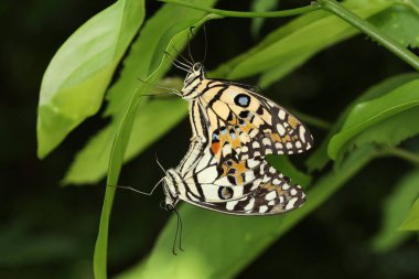 Çiçekteki güzel kelebek, doğa bahçesindeki güzellik kanadını gösteriyor.