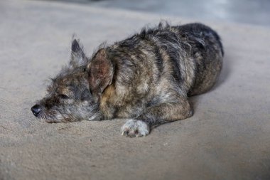 Küçük gri köpek harakettir. Beton zeminde uyu. 