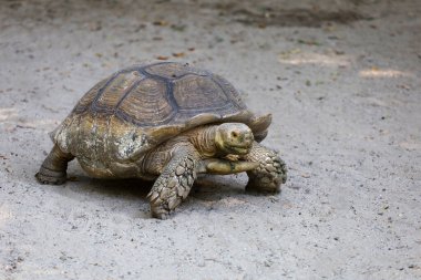 Büyük Sulcata kaplumbağası yürüyor.