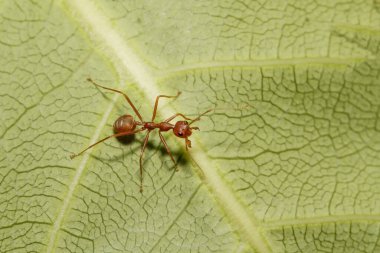 Doğa bahçesindeki yeşil yapraklı kırmızı karıncayı kapat.