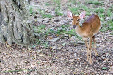 The female deer in garden at thailand