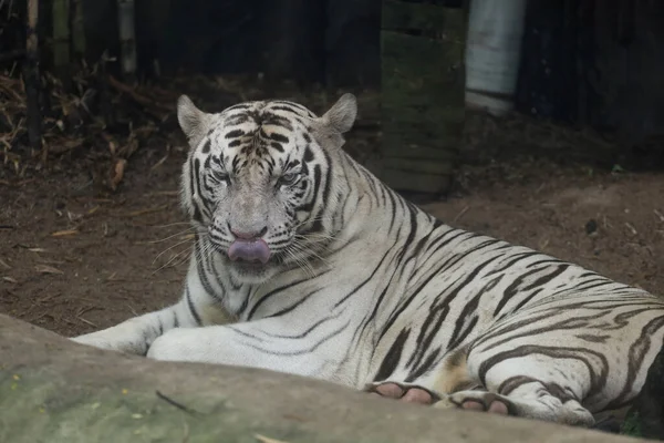 stock image Close up white tiger is sit down and rest on floor