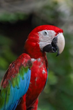 Bahçedeki kırmızı papağan kuşunu kapat.