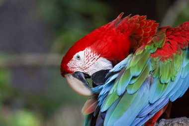 Bahçedeki kırmızı papağan kuşunu kapat.