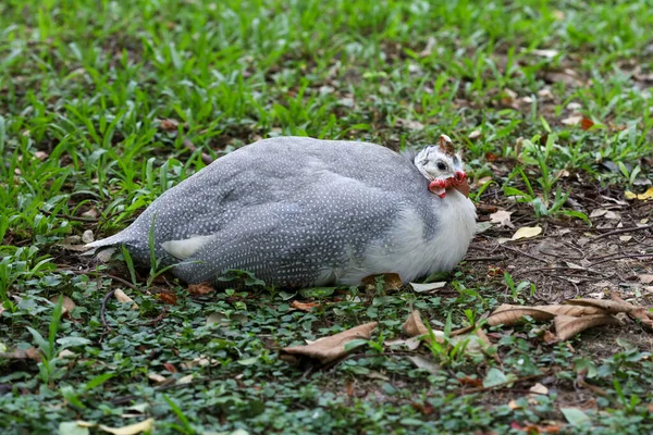 Guineafowl Nyugszik Természet Kertjében Alatt — Stock Fotó