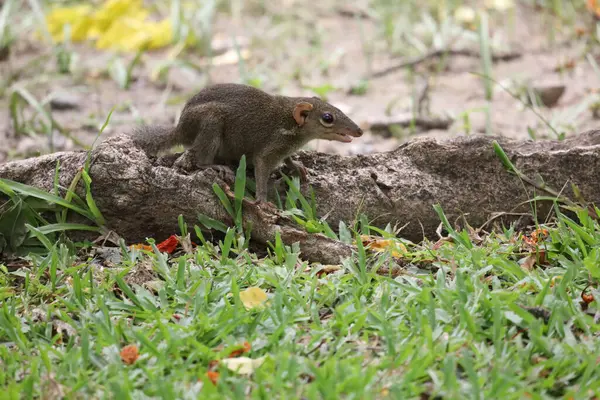 Sincap kök ağacında dinleniyor. 