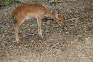 The female deer in garden at thailand