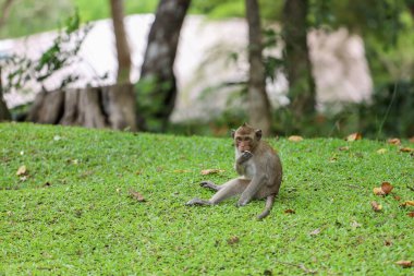 The baby Monkey is sitdown on grass garden in front of forest