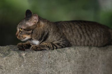 Gri kedi evini kapat otur ve Tayland 'daki bahçenin yanındaki eski duvarda dinlen.