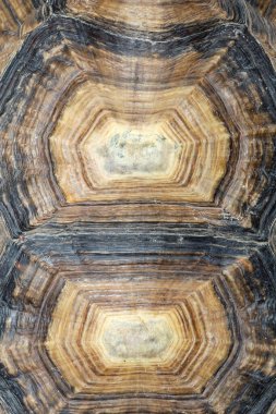 Hayvan derisi için Sulcata kaplumbağa derisini kapatın.