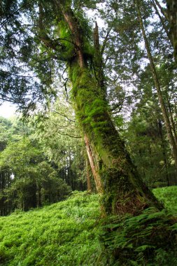 Tayvan 'daki Alishan Ulusal Parkı' ndaki en büyük ağaç.