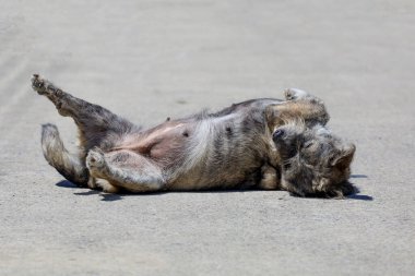 Küçük gri köpek harakettir. Beton zeminde uyu. 