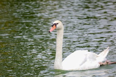 Yaklaş Beyaz kaz nehirde güzeldir