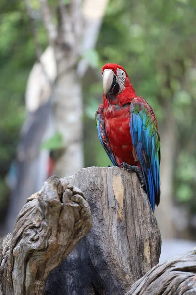 Bahçedeki kırmızı papağan kuşunu kapat.
