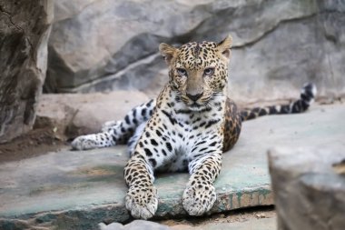 Leopar kaplanı zoolojide sevimli ve hızlı bir vahşi hayvandır..