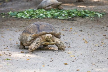 Tayland 'daki bahçede Sulcata kaplumbağası.