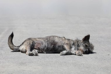 Küçük gri köpek harakettir. Beton zeminde uyu. 