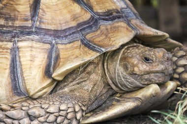 Tayland 'daki bahçede Sulcata kaplumbağası.