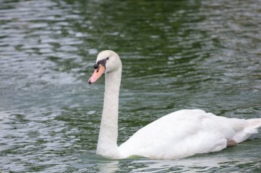 Nehirdeki beyaz kazları yakın