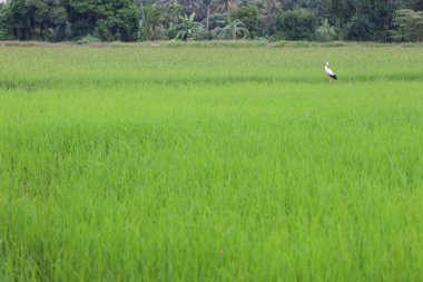 Tayland 'ın kırsalında, Bebek Yeşil pirinç tarlasında beyaz kuş