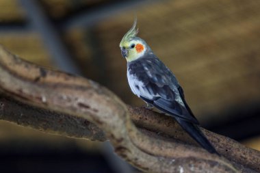 Sopa ağacındaki minik papağan kuşu.