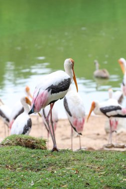 Bahçedeki Boyalı Leylek Kuşu (Mycteria leucocephala)