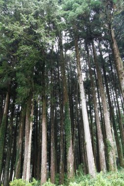 Tayvan Alishan milli park alanında Eski Büyük ağaç.