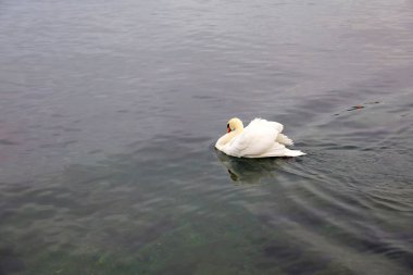 Beyaz kuğu İsviçre 'de teknenin yanındaki nehirde yüzüyor.