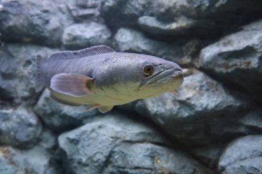 Yılan başlı balığın başını kapat.