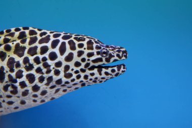 Kafanı kapat Moray yılan balığı.